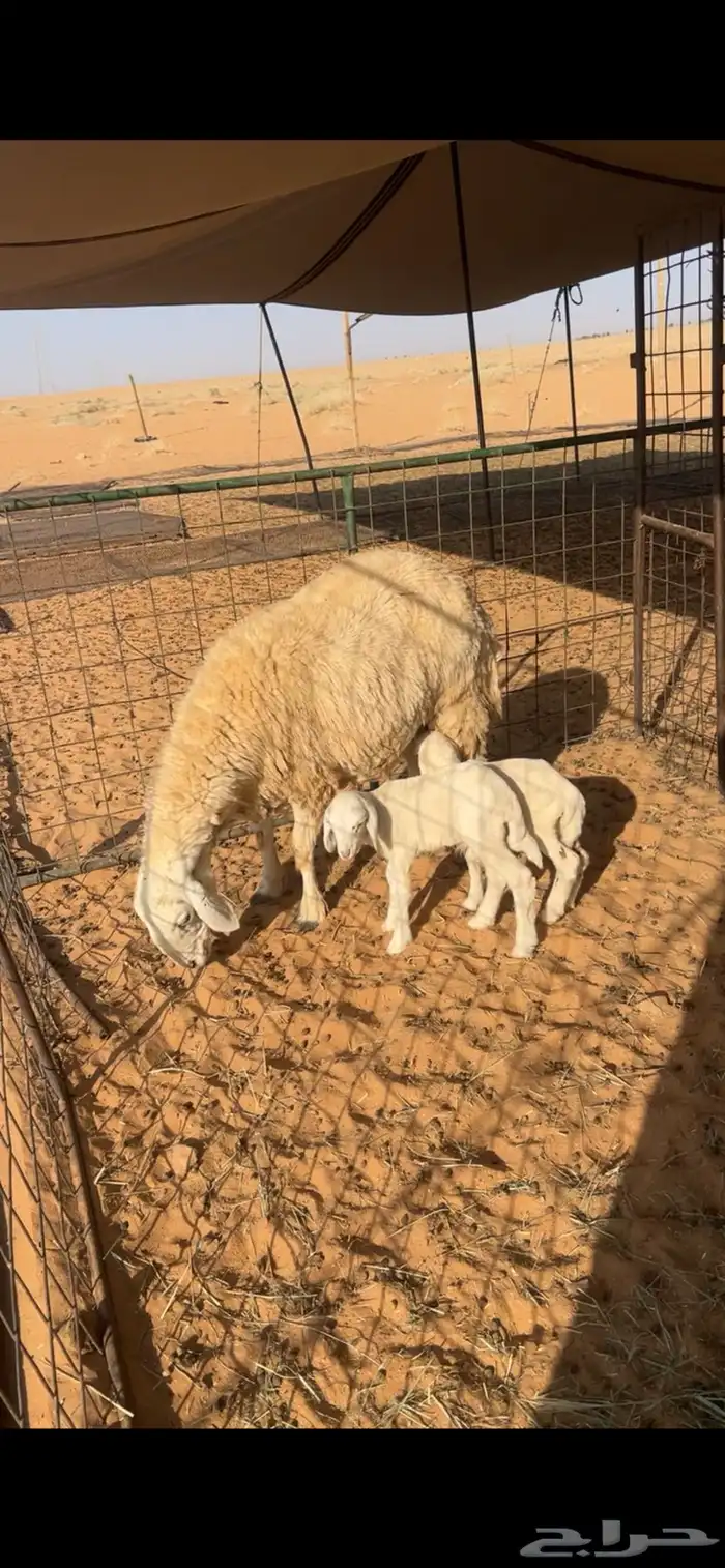 شاه حريه متوم 0