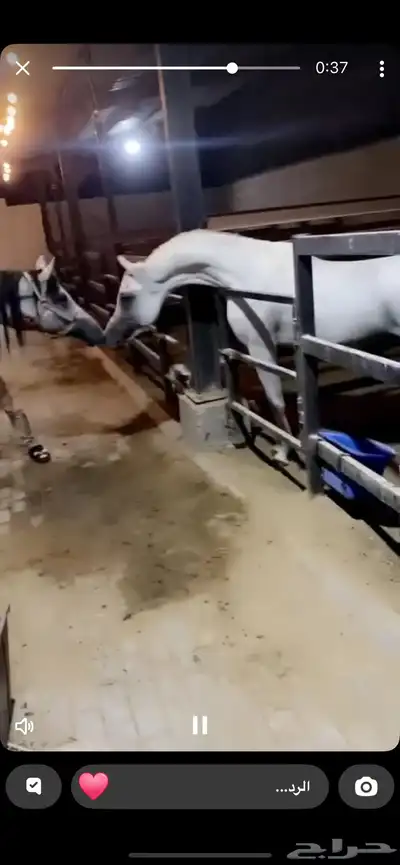 حصان واهو للبيع index