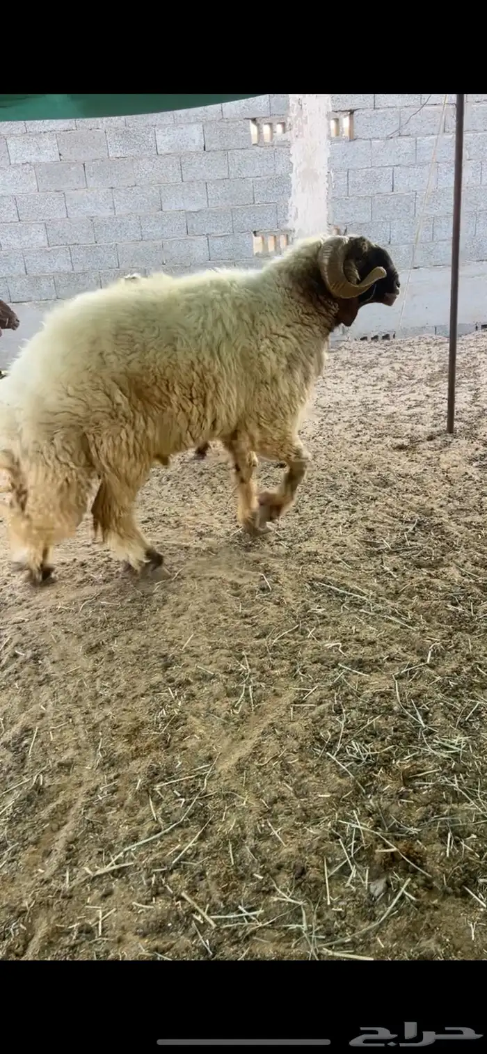خروف فحل نعيمي 0