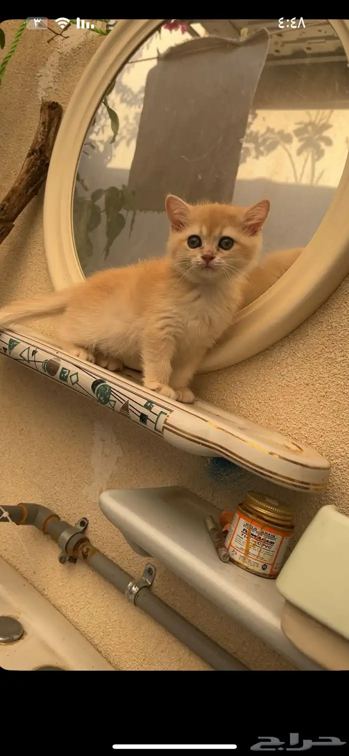 كتن بريتش ( انثى ) مسجله مناحه الان للبيع وليس تبني . 2