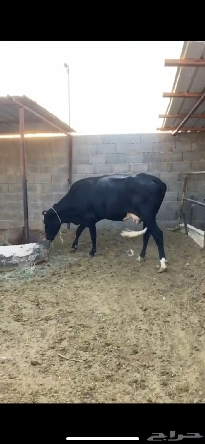 بقره عليها عجل 1