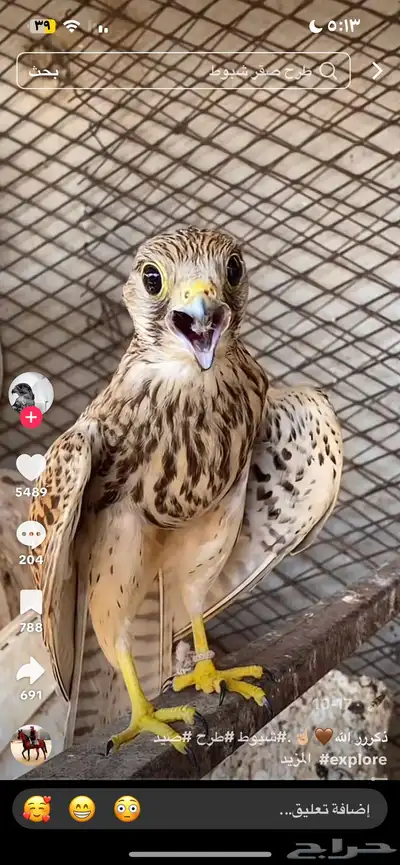 مطلوب شرياص او باشق او شبوط index