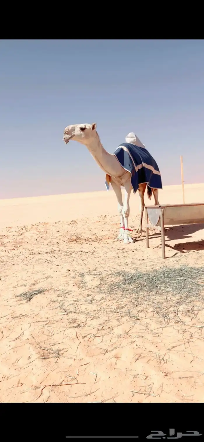 قعود فحل اوضح باتلي حيسوني 1