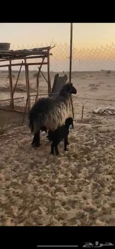 رغوث عربيه طيبه index