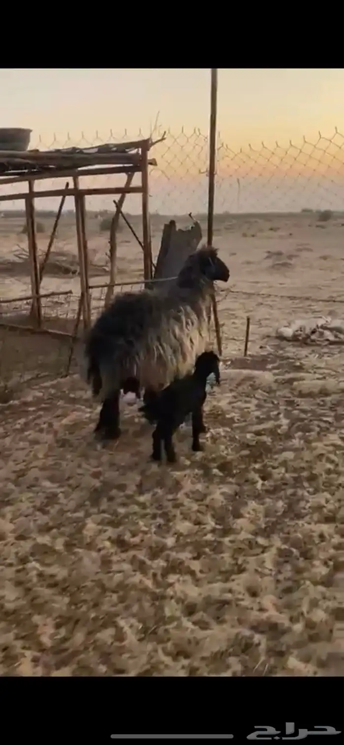 رغوث عربيه طيبه 0