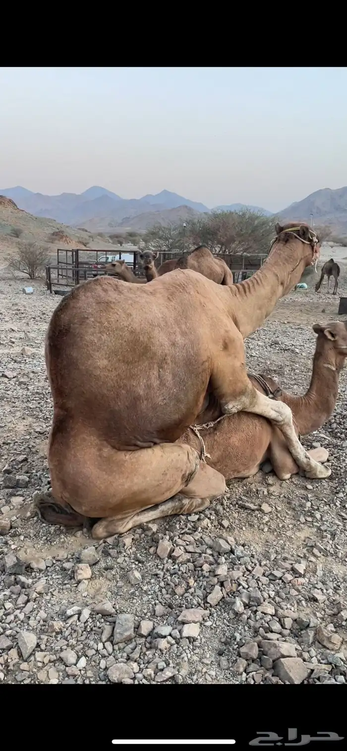 جمل احمر للبيع 0