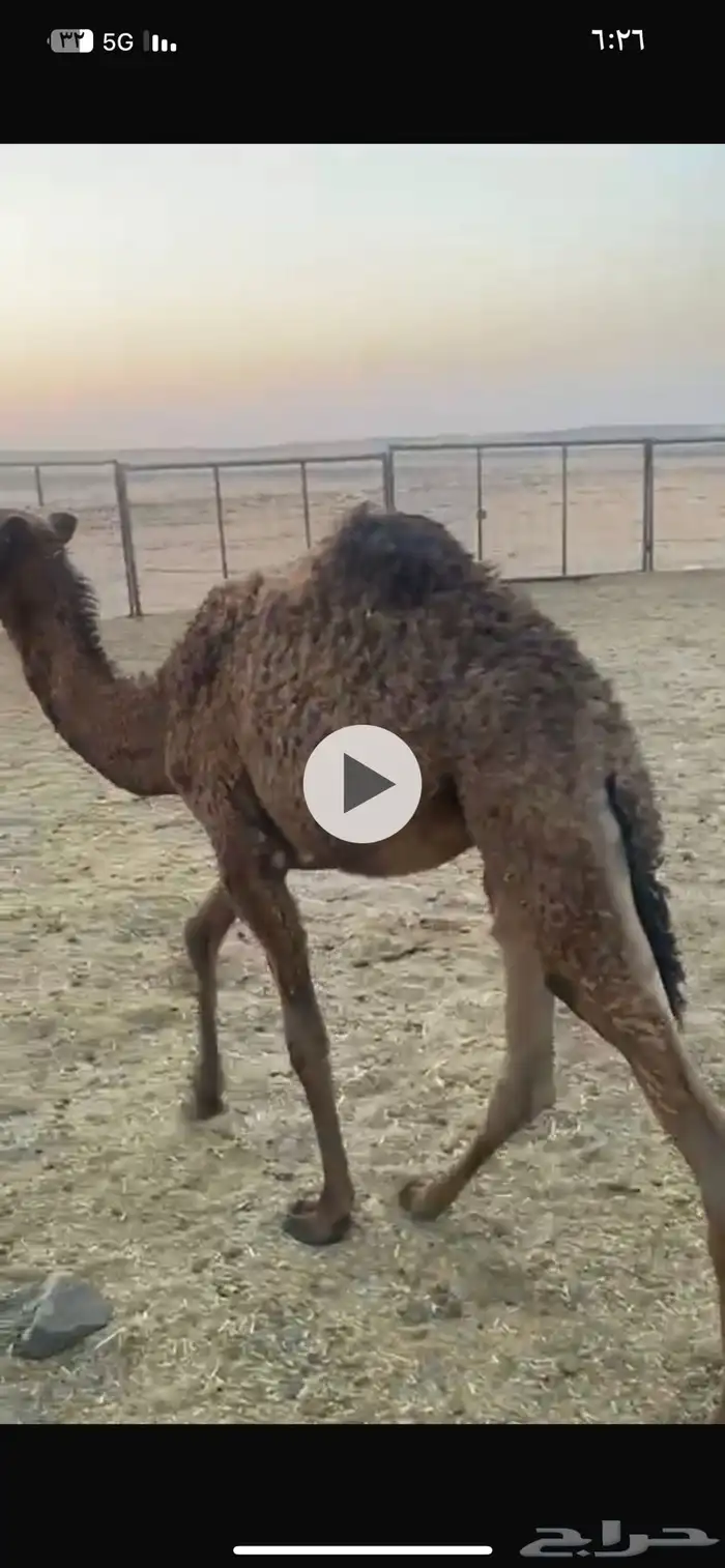 بكره للبيع العمر 5 شهور الصحه شرط 1