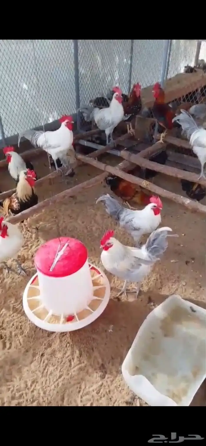 ديك بلدي حجم كبير علف مرام 0