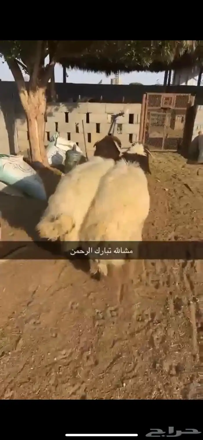 نعيم فواخر 1