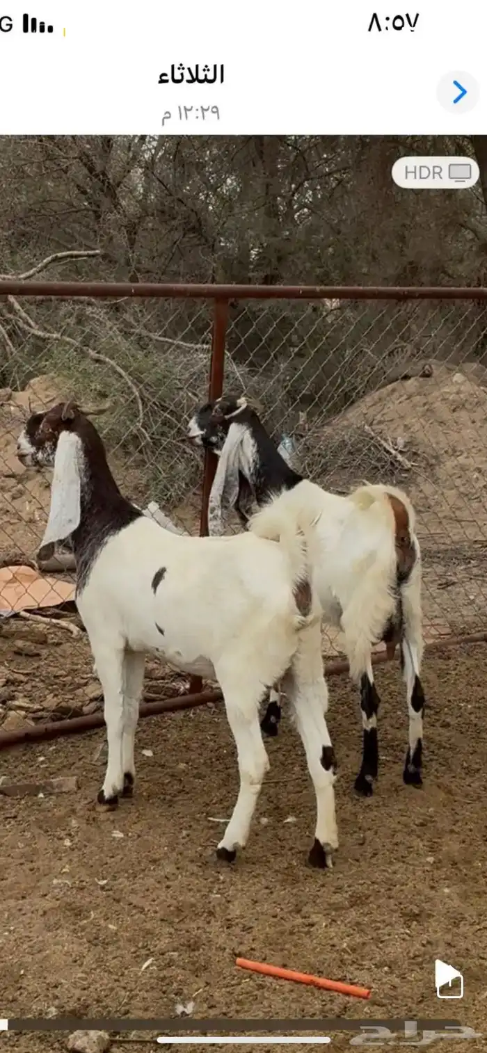 الماعز المطور 0