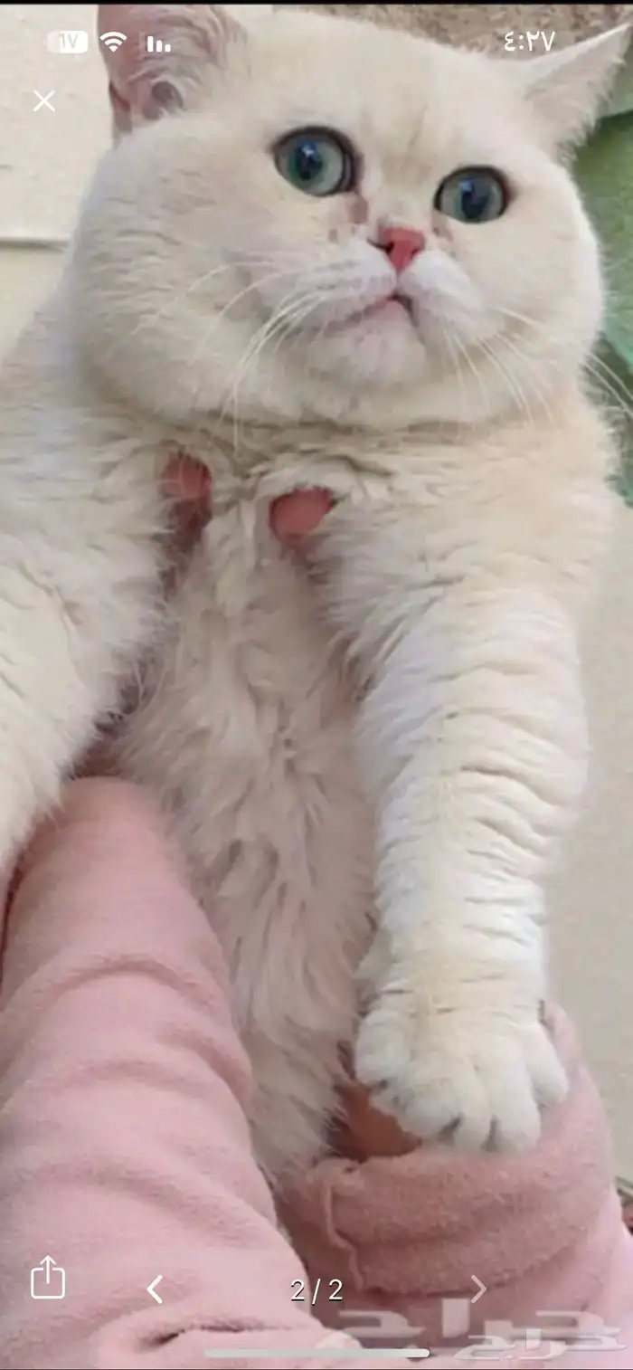 كتن بريتش ( انثى ) مسجله مناحه الان للبيع وليس تبني . 4