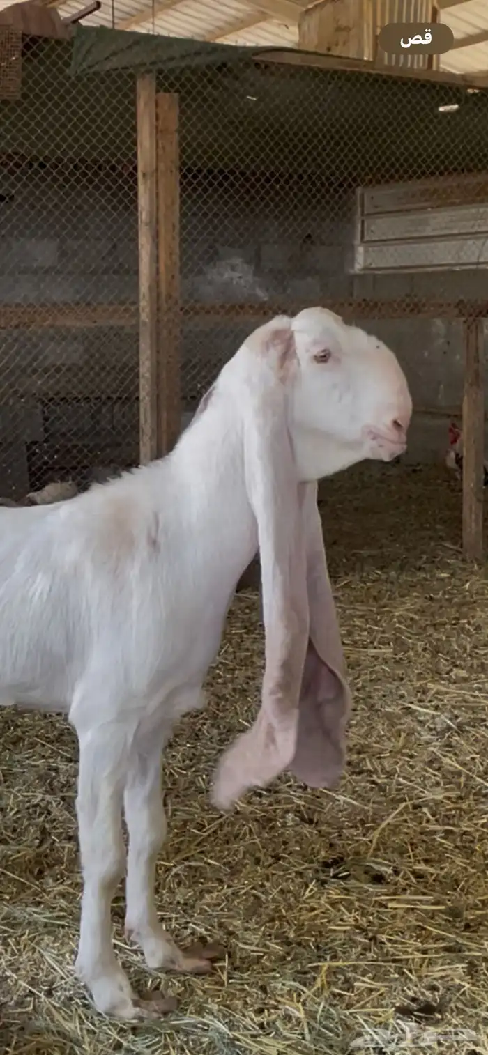 عنز باكستانية دافع 0