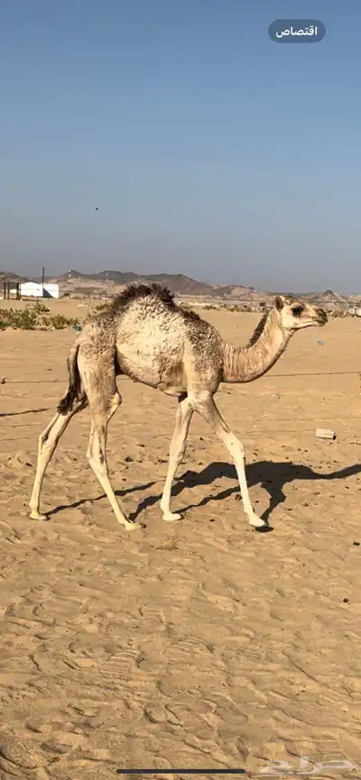 حوار كفو index