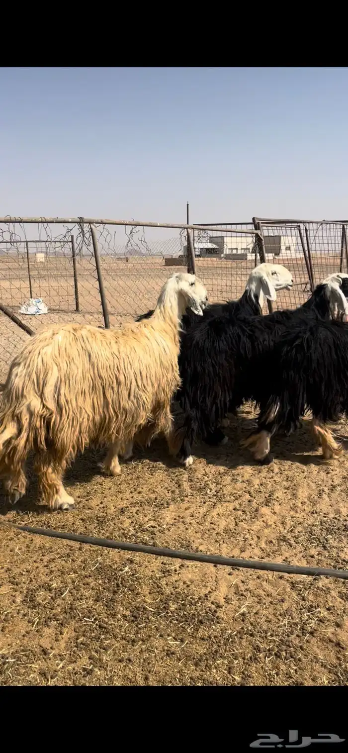 غنم نجد طيبه وجروم مقنوي 3