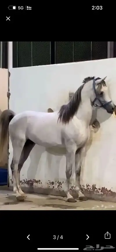 حصان ركوب index