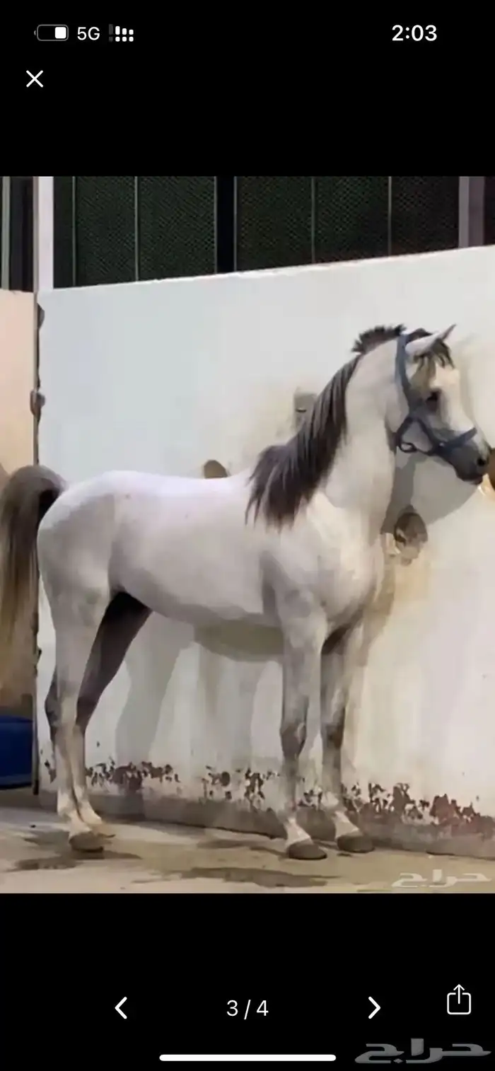 حصان ركوب 0