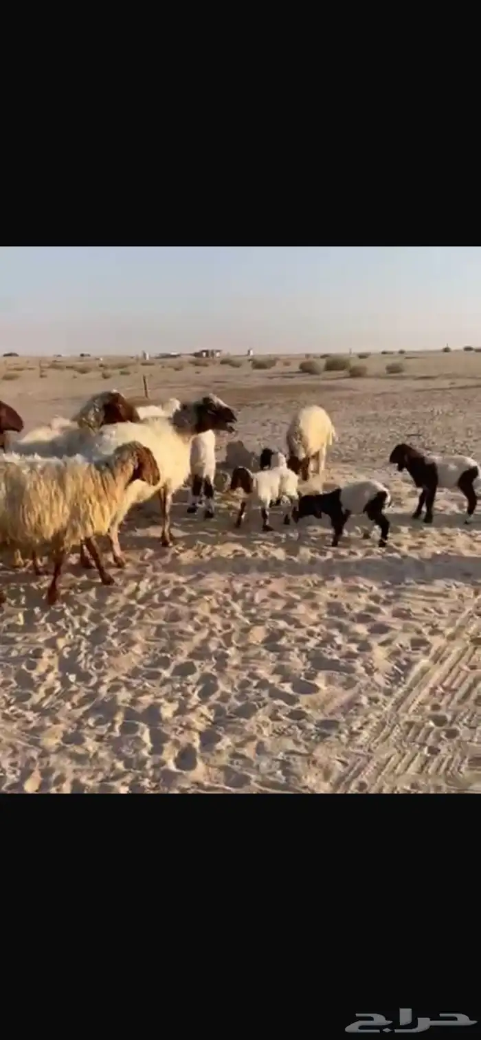غنم رغايث للبيع 1