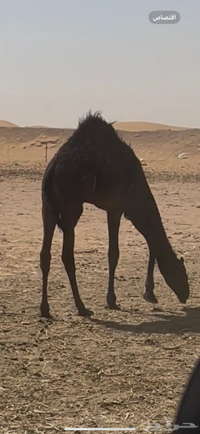 قعود تحت امه سمين طيب 4