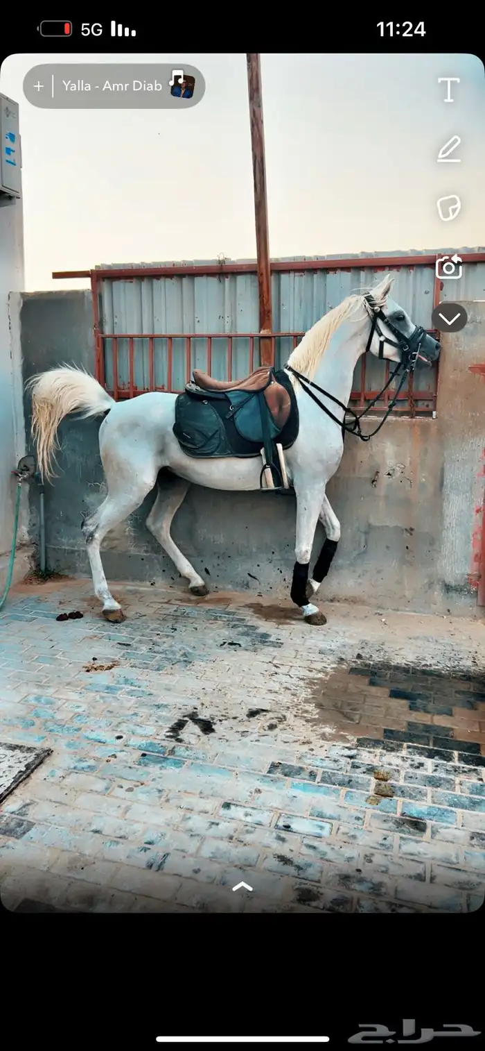 حصان واهو للبيع 0