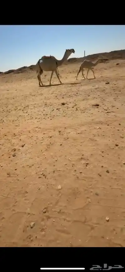 قعود وعشرا تحتها بكرة حلال كفو index