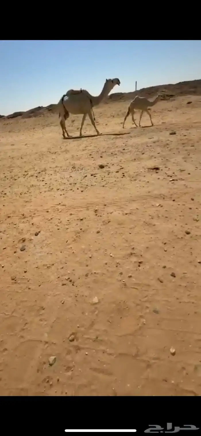 قعود وعشرا تحتها بكرة حلال كفو 0