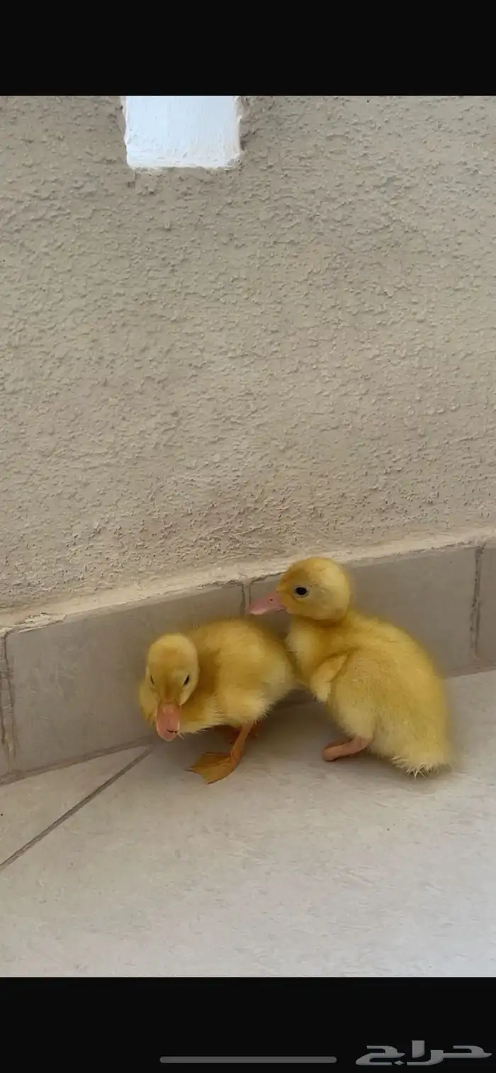 بط صغير تبني 0