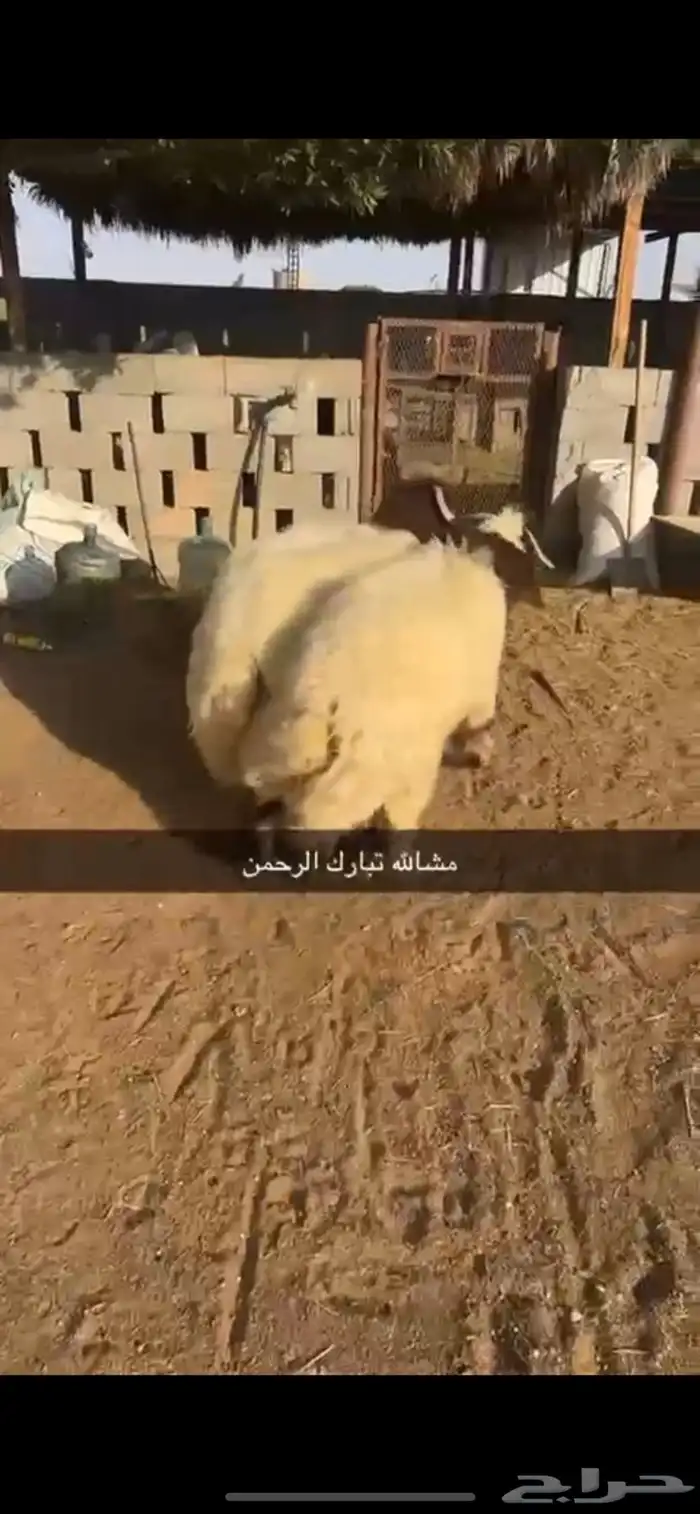 نعيم فواخر 2