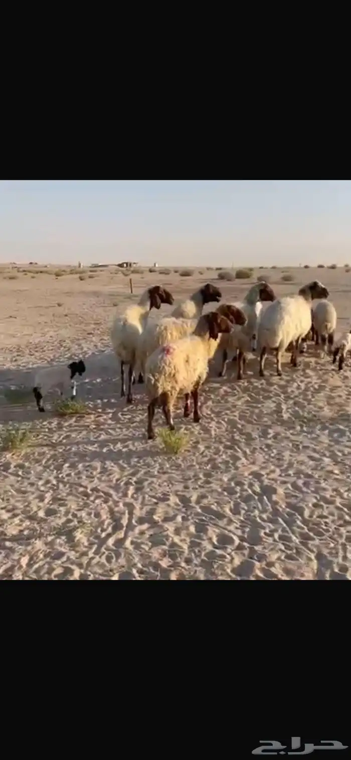 غنم رغايث للبيع 2
