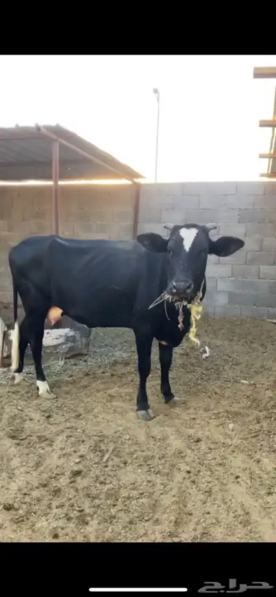 بقره عليها عجل index