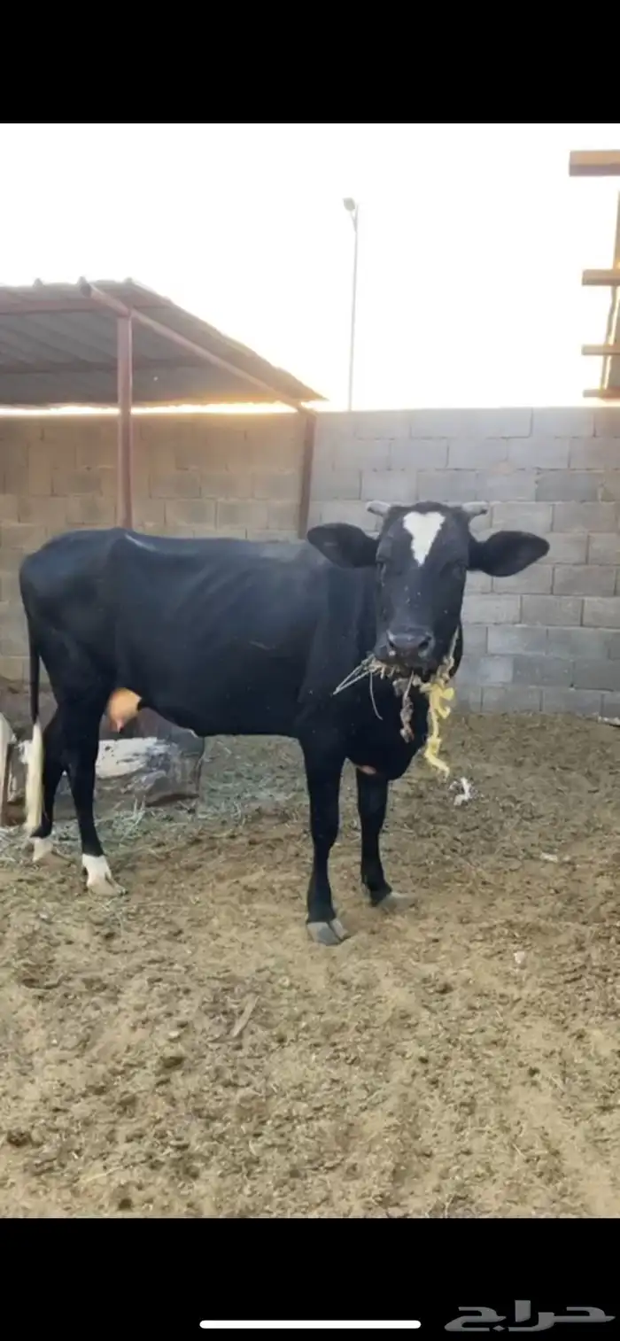 بقره عليها عجل 0