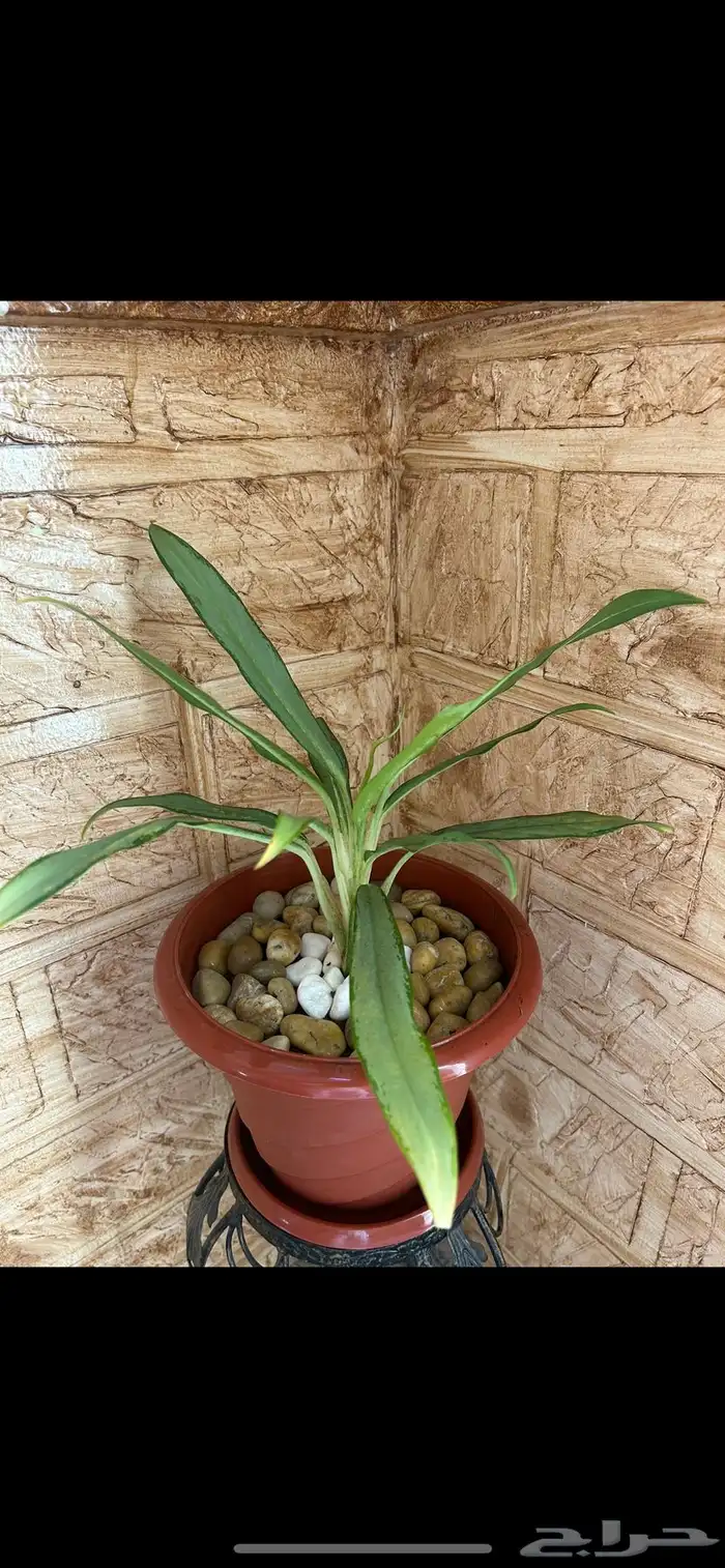 نبتة أجلونيما 0