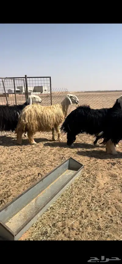 غنم نجد طيبه وجروم مقنوي index