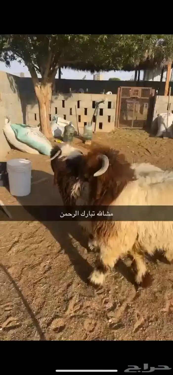 نعيم فواخر 0