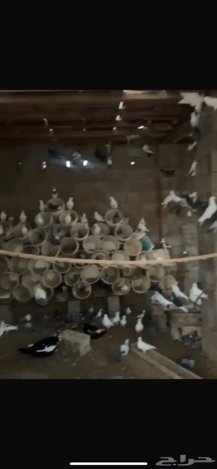 حمام مشكل للبيع 4