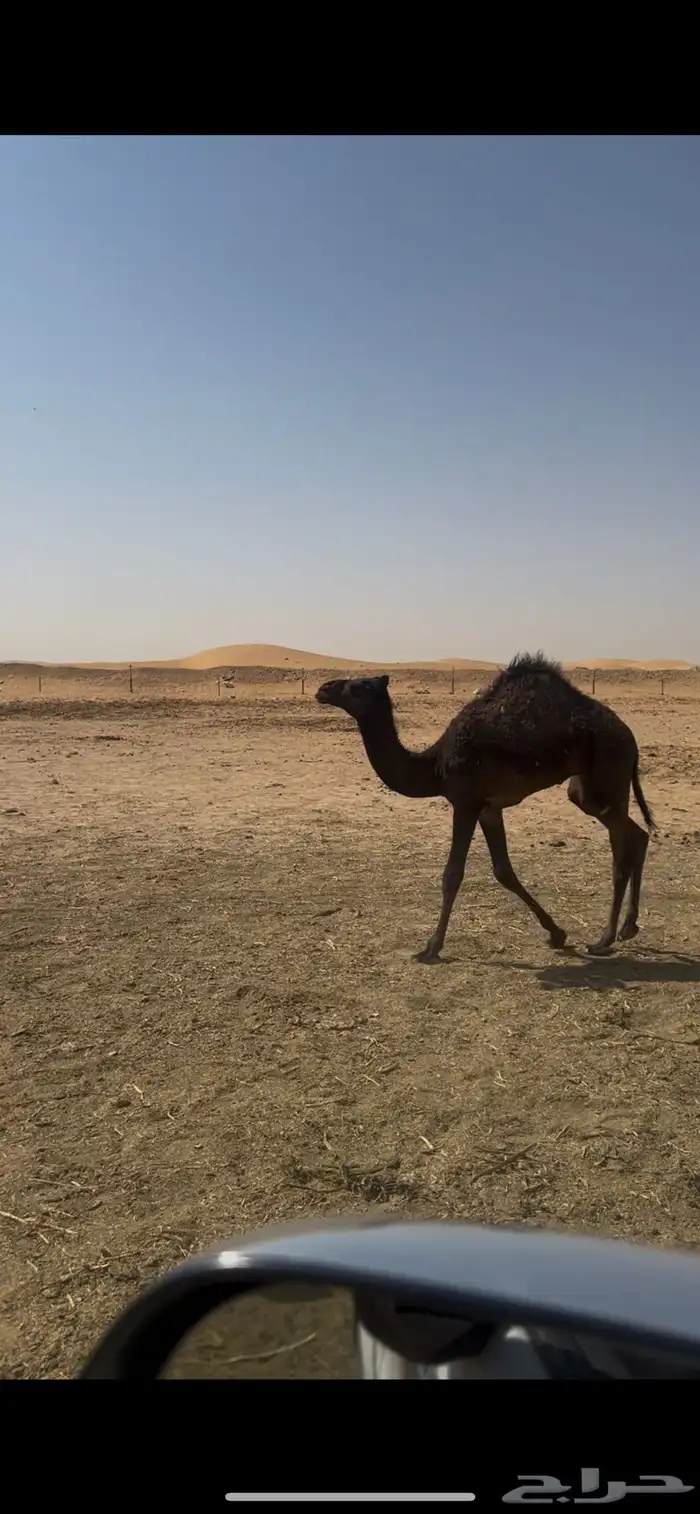 قعود تحت امه سمين طيب 3