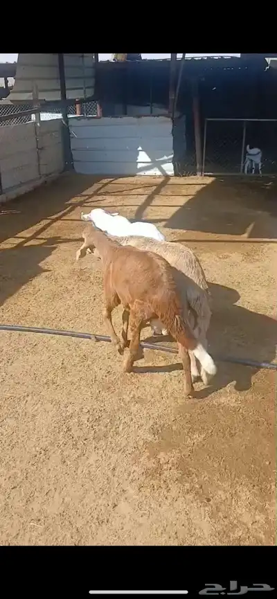 للبيع طليان سواكن مرابي شرط طليان فاخره index