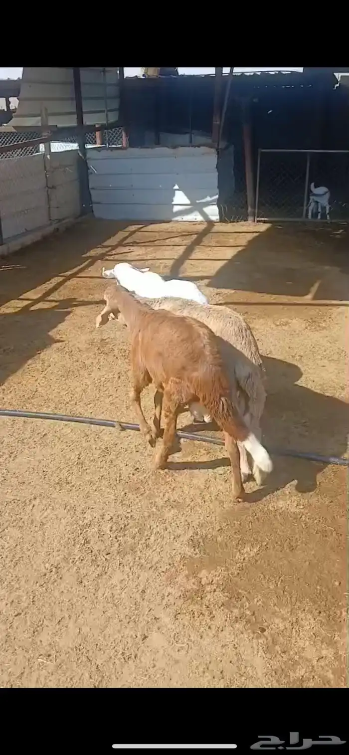 للبيع طليان سواكن مرابي شرط طليان فاخره 0