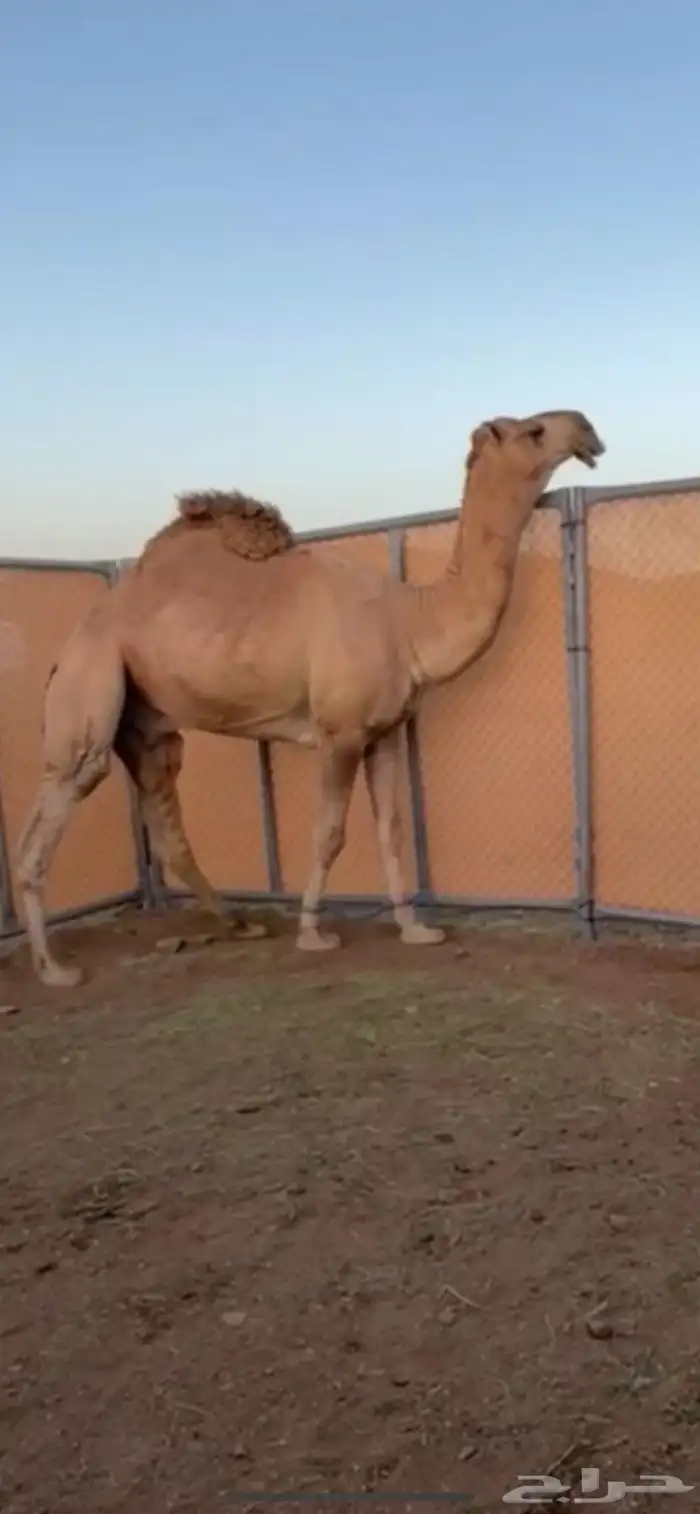 قعود كفوو فحل  اشقح 0