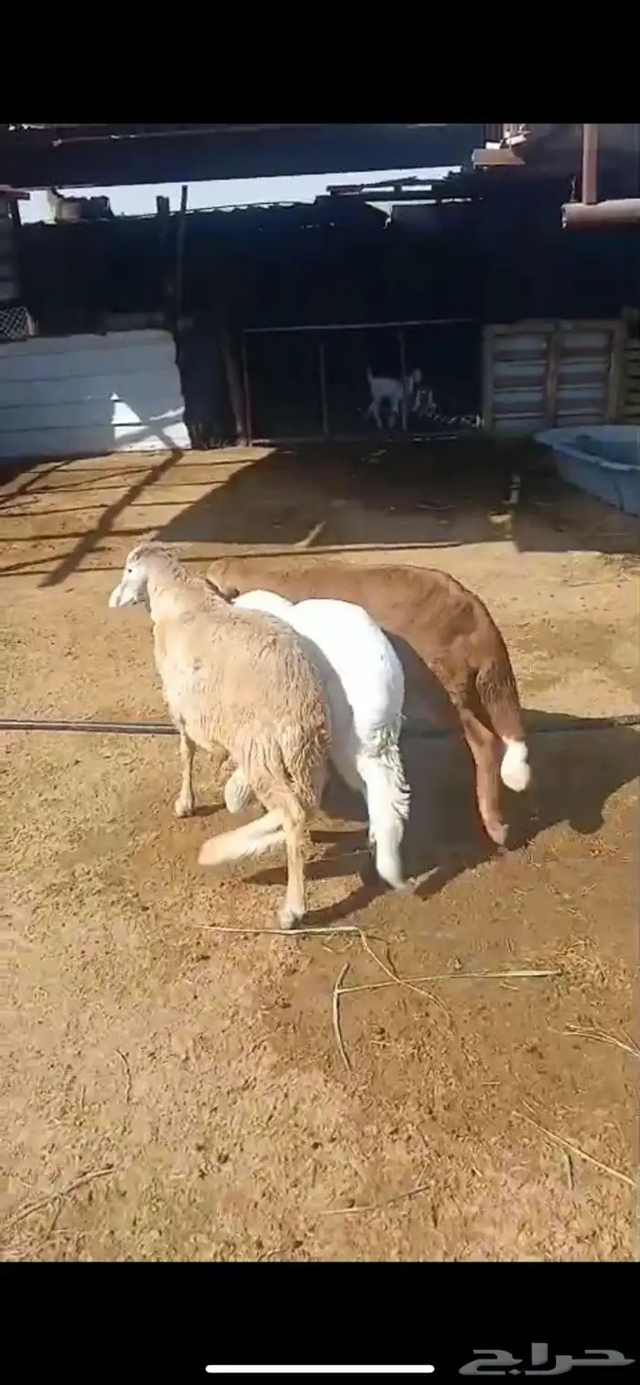 للبيع طليان سواكن مرابي شرط طليان فاخره 1