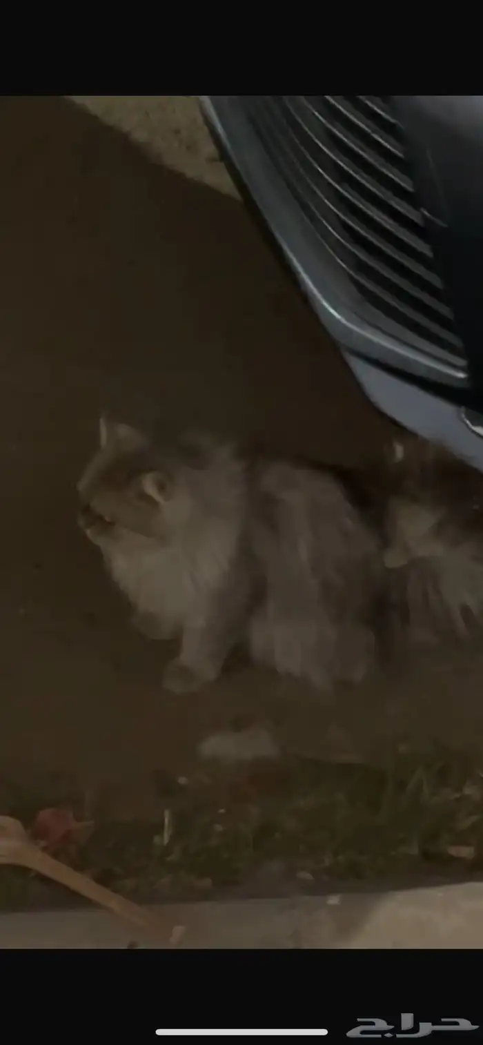 قطة للتبني 2