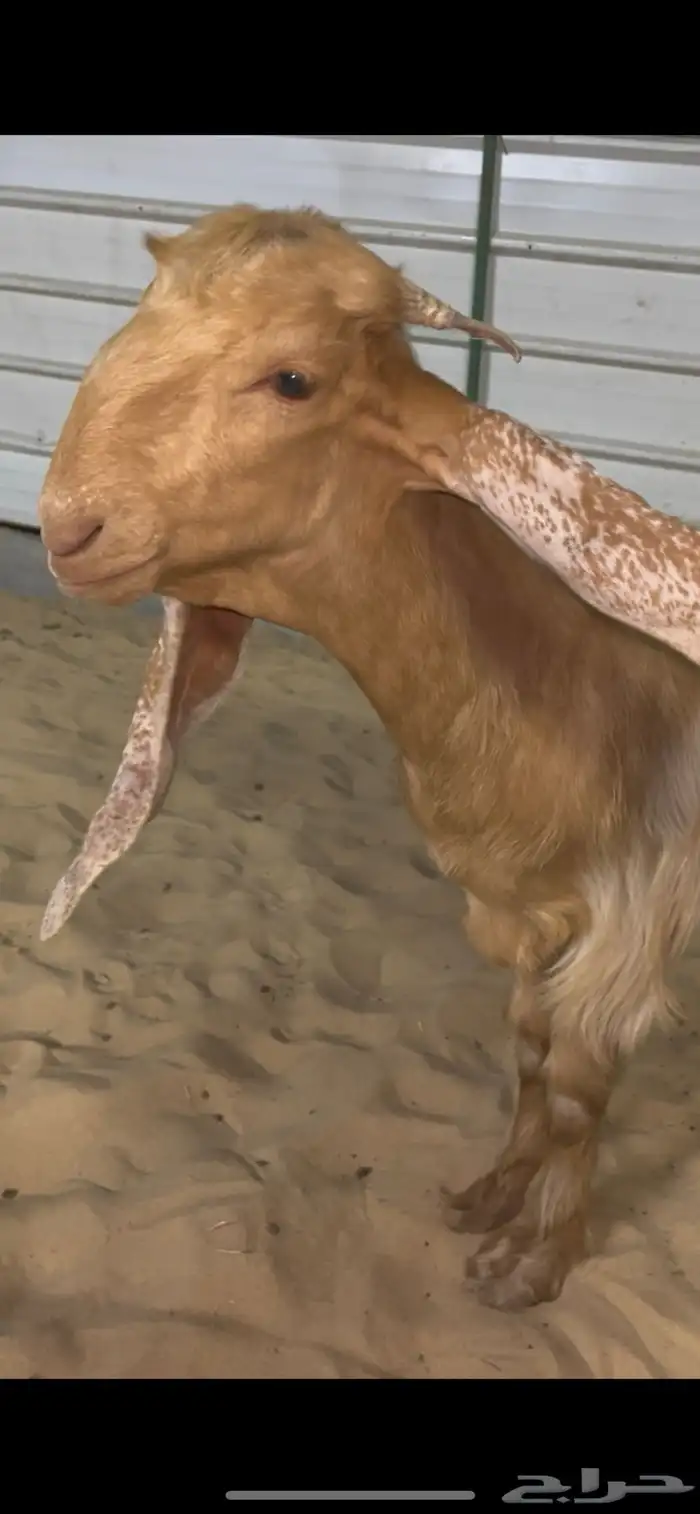 جفره صفرا خصم 1