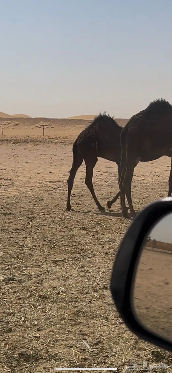 قعود تحت امه سمين طيب 5