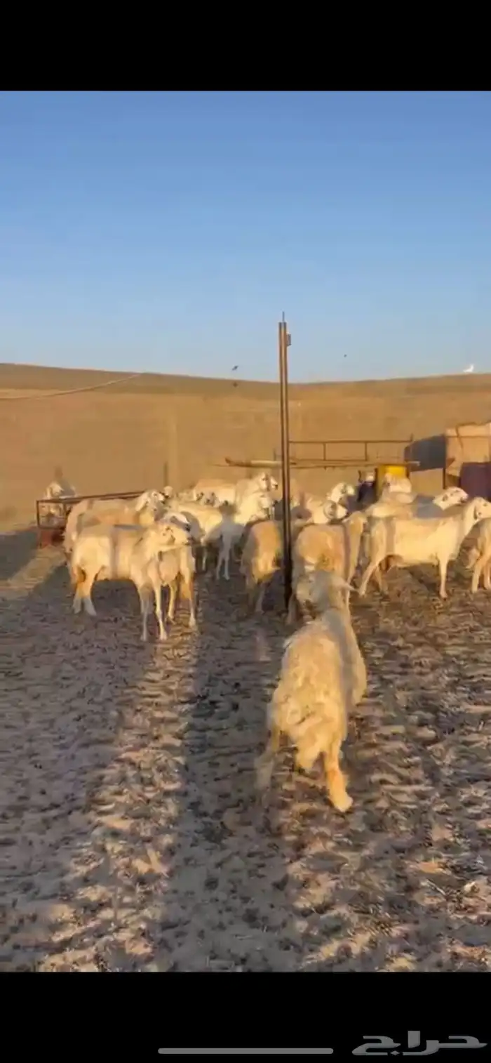 ضان مقاني( تم البيع) 0