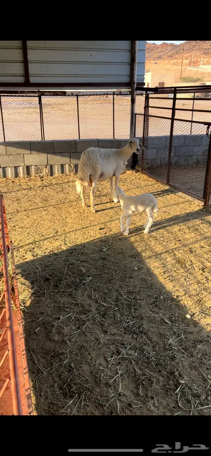 شاه تحتها طلي للبيع - تم البيع 2