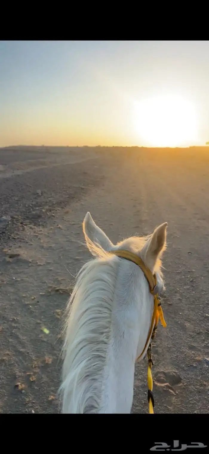 حصان للبيع 4