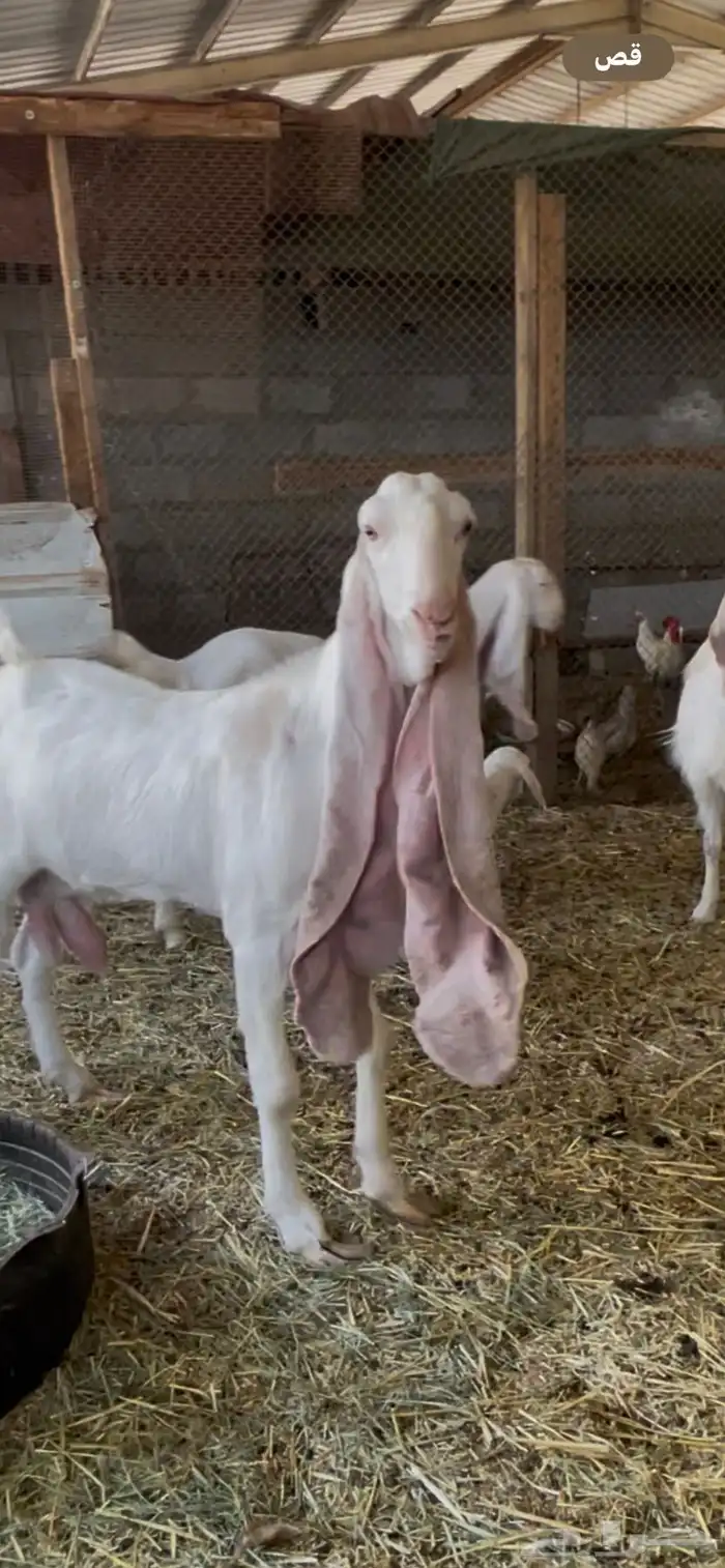 عنز باكستانية دافع 1