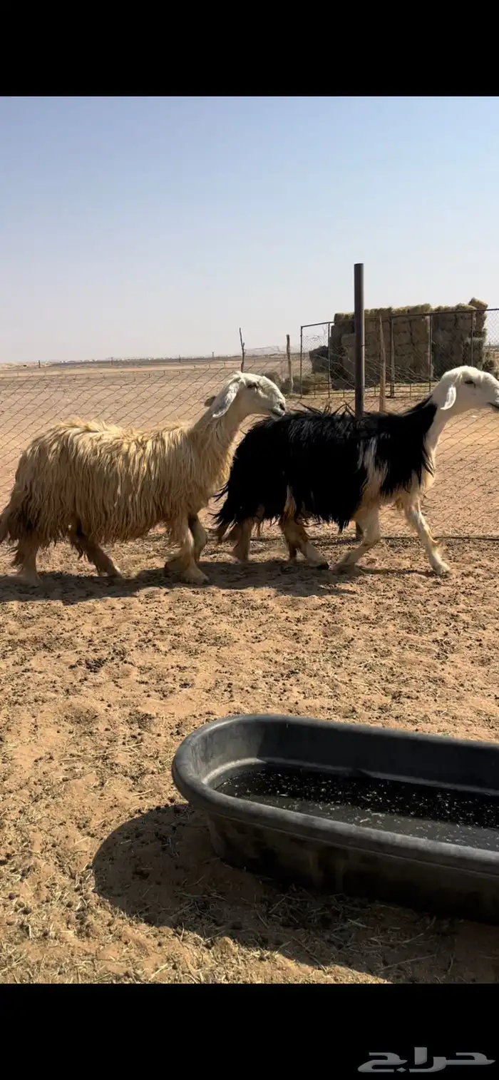 غنم نجد طيبه وجروم مقنوي 0