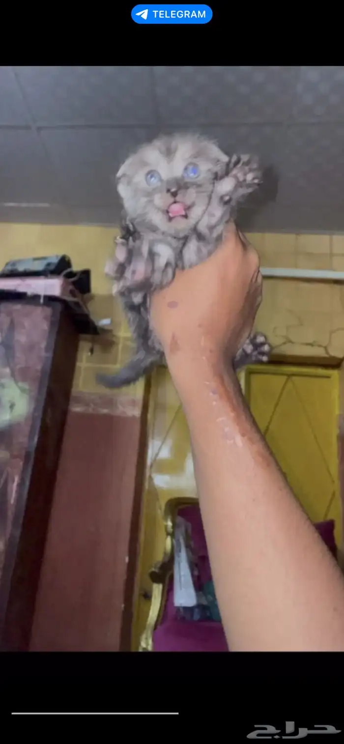 للتبني قطوتين اخوان لمن يخاف الله فيهمم 2