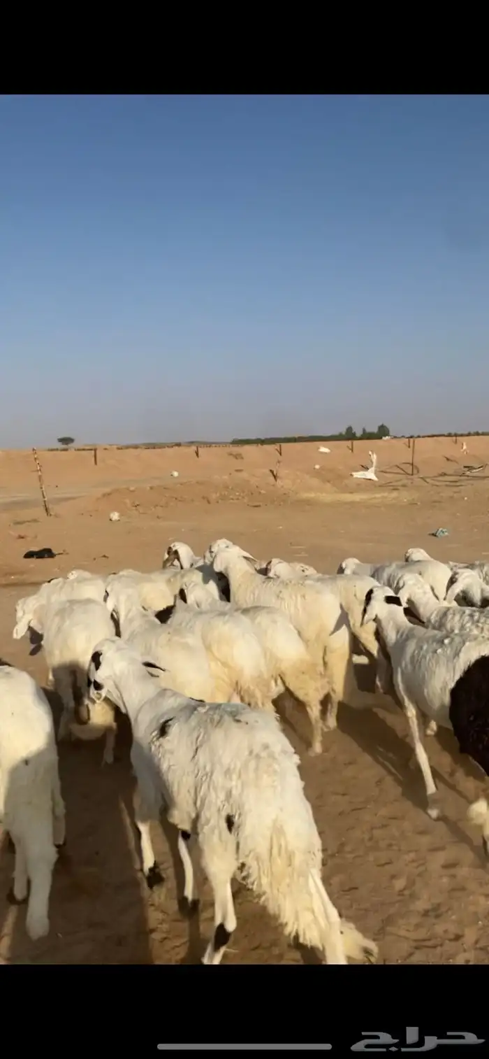 للبيع سواكن 2