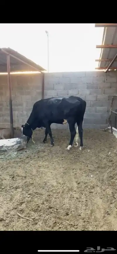 بقره عليها عجل index